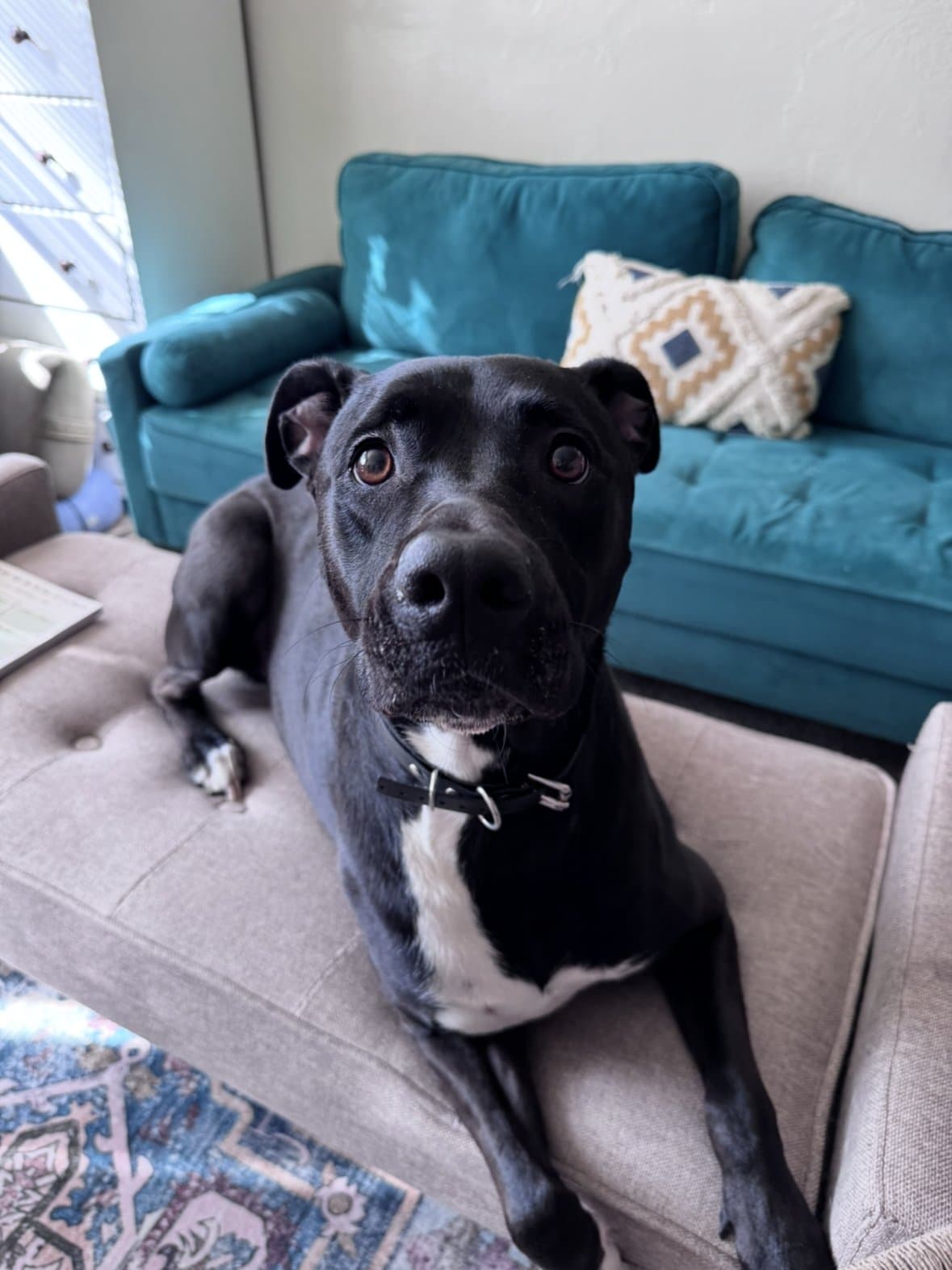 Jea's black dog posing very politely on the couch